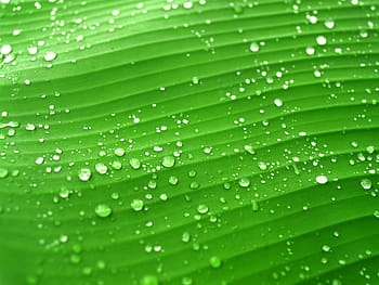 drop waters, green, banana leaf, water, drops, leaf, grass, dew, rain, closeup, life
