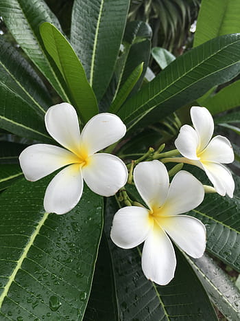 fiori bianchi petali, plumeria, Champa, floreale, ritagliare, retroilluminato, freschezza, fresco, controluce, giallo, luminosa