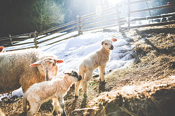 família ovelha, inverno # 2, ovelha, família, inverno, animais, criação, frio, fofo, cerca, floresta
