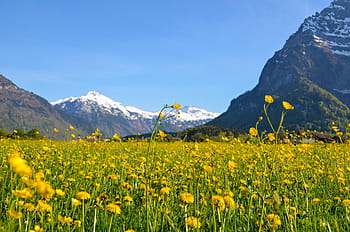 spring, glarus, spring meadow, bloom, mountains, alpine, switzerland, landscape