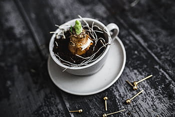 pequeño, plántula, corte, nueces, dorado, alfileres, taza, planta, plantación, platillo, nuez