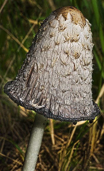 houba, schopf comatus, chřest houba, porcelánový komatus, tintenpilz, tintenschopfling, coprinus comatus, jedlý, související s houbami, podzim, les
