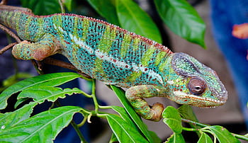 chameleon, nature, reptile, camouflage, lizard