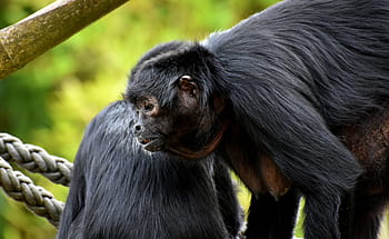 ape, climb, wildlife photography, funny, cute, animal world