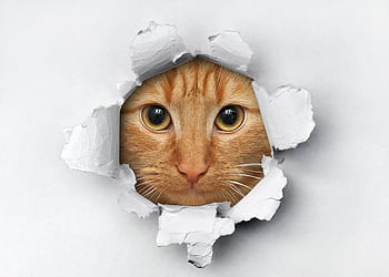 Katze, Tiere, lustig, Spaß, Hauskatze, Tierwelt, Kunst, Porträt, Porträt der Katze, Katze lustig, Kopf