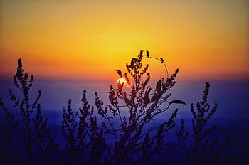 sunset, sun, tree, red, beautiful, hill, natural, sky, skyscraper