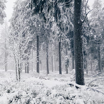 withered, trees, winter season, tall, covered, snow, winter, cold, forest, woods, nature