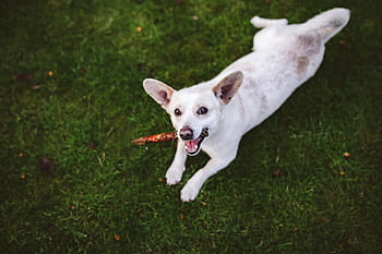 jogando, vara, cão, animal, diversão, feliz, jogar, cão branco, animais de estimação, fofa, grama