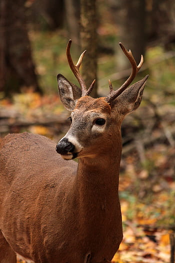 whitetail, Peura, MAM, villieläimet, eläin, nuori, villi, pukki, sarvet, metsästys, peli