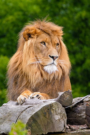 African Lion, brown lion, lion mane, wildlife photography, big cat, natural habitat, animal portrait, lion resting, outdoor scene, green background, majestic lion