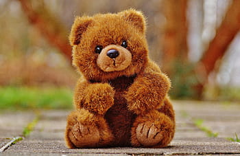 medvěd, teddy, měkká hračka, vycpané zvíře, Medvídek, Medvěd hnědý, děti, zvíře, chlupatý medvídek, dětské hračky, sladký