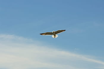 white, gray, bird, flying, blue, sky, daytime, blue sky, birds, nature, seagull