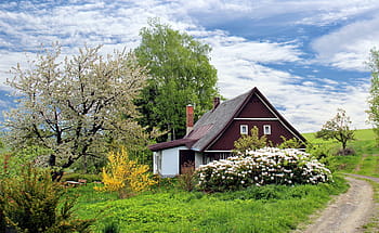 maroon, white, wooden, house, trees, spring cottage, nature, flower, garden, colors, grass