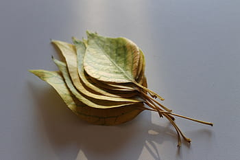 pile, leaves, white, surface, green, leaf, plant, fall, autumn, light, close-up