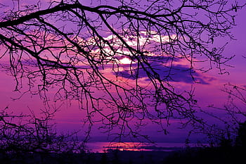 Brun, træ, lilla, himmel, gylden, time, gylden time, lilla solnedgang, violet, solnedgang, landskab