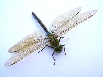verde, libelulă, alb, fundal, insectă, închide, insectă de zbor, aripă, bagheta dragonfly, animal, natură