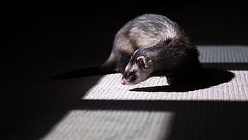 black, brown, ferret, grey, textile, animal, pet, mammal, domestic, furry, funny
