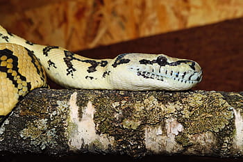 slang, tapijt python, wild dier, dieren wereld, natuur, schaal, patroon, dichtbij, constrictor, Australië, mooi