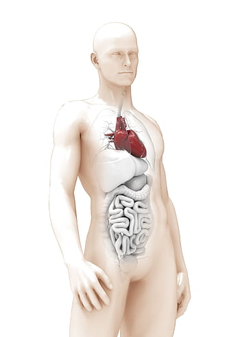 muž, anatomii a, srdce, 3D model, orgán, tlustý, mužský, žena, chlapec, dívka