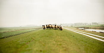 stádo ovcí, Příroda, tráva, zvířat, stádo, ovce, venkovské scény, zvíře, hospodařit, zemědělství, louka