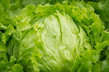 selective, focus photo, cabbage, salad, head of lettuce, iceberg lettuce, healthy, raw, raw food, vegetable garden, garden