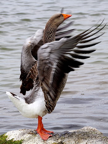 white, gray, duck, wild goose, bird, water bird, poultry, migratory birds, goose, nature, animal