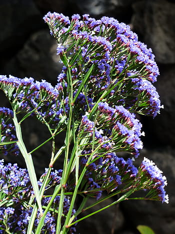 květ, modrý, pláž lilac, okřídlený pláž lilac, limonium sinuatum, limonium, rostliny s kořeny, plumbaginaceae, fialový, okrasné rostliny, schnittblume