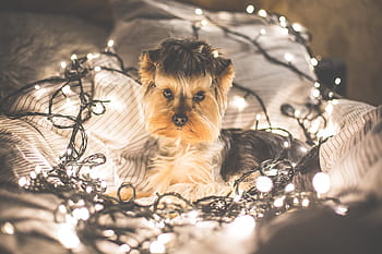 Lucu, Jessie, Anjing, Lampu Natal, hewan, natal, waktu natal, desember, lampu, hewan peliharaan, anak anjing