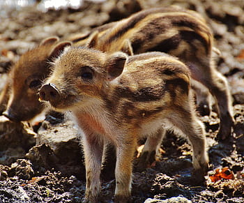 two, brown, white, piglets, wild pigs, little pig, wildpark poing, young animals, piglet, pig, small