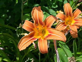 deux, Orange, fleurs pétales, pétale, fleur, jardin, la nature, plante, de plein air, ensoleillé, journée