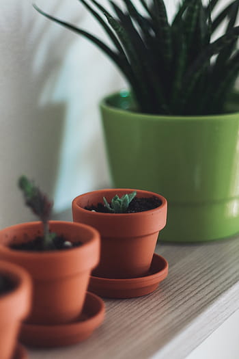 saftig, anlegg, brun, potteplante, blomsterpotte, planter, natur, hage, uklarhet, hagearbeid, blomst