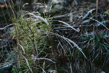 caminar, bosque de otoño, otoño, bosque, hojas, madera, plantas, árboles, troncos, rama, naturaleza