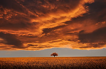 brown, tree, middle, field, golden, hour, amazing, beautiful, breathtaking, clouds, color