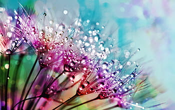 purple, silk flowers, dewdrops photogarphy, nature, flower, flora, color, summer, bright, beautiful, leaf