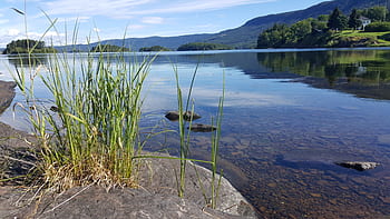 sunny, day, river, lake, water, grass, trees, plants, landscape, nature, reflection