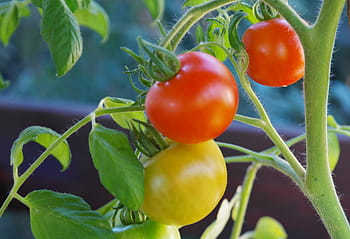 macro photography, red, yellow, Tomato plant, bush tomatoes, tomatoes, tomato shrub, tomato fruit, nachtschattengewächs, tomato breeding, nature