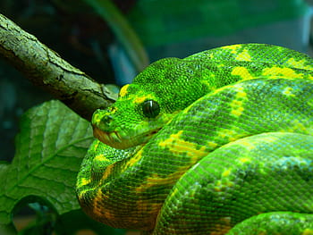 zöld fa python, kígyó, tekercselt, vadvilág, természet, fa, ág, egzotikus, hüllő, morelia viridis, chondro