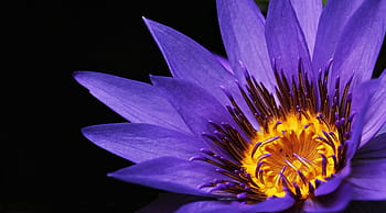 avvicinamento, fotografia, viola, fiore petalo, messa a fuoco, fiore, Ninfea, nuphar lutea, pianta acquatica, fiorire, fioritura