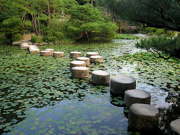 corpo, acqua, ninfee, pietre, circondato, alberi, corpo d'acqua, giardino giapponese, Kyoto, Giappone, laghetto Koi