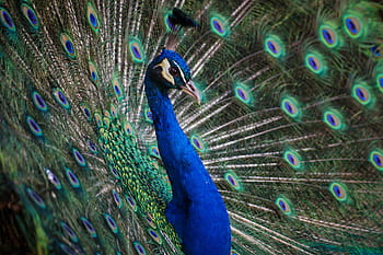 peacock, macro shot, peafowl, blue, feather, bird, animal, zoo, wildlife, nature, multi Colored