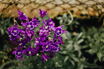 Aquilegia vulgaris, bunga, ungu, European Columbine, violet, Flora, mekar, botani, kelopak, bersifat merpati, alam