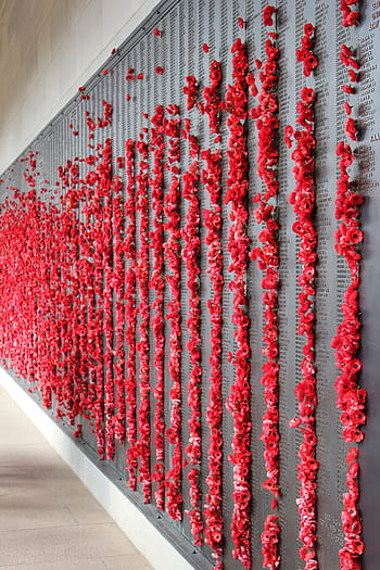 Poppies, Memorial, War, Remembrance, anzac, military, red, food and drink, preparation, indoors, food