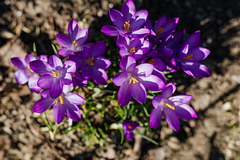 warna kuning kemerahan, bunga, ungu, mekar, musim semi, flora, crocus