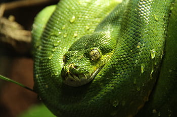 Green Tree Python, Python, Snake, green, animal, morelia viridis, agua, goteo, un animal, reptil, temas de animales