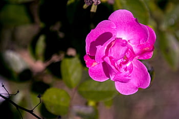 rosa, ornamental flower, garden, flower, flowers, plant, spring, colorful flowers, exotic, nature, beauty