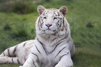 albino tiger, green, grass, white, bengal, tiger, animal, wildlife, cat, nature, big