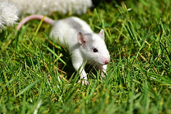 white mouse, rat, baby, baby rats, grey-white, small, cute, sweet, needy, nager, young animal