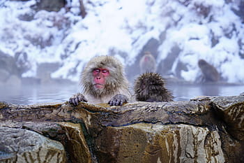 white, monkey, hot, spring river, nagano, onsen, japan