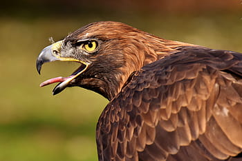 selektivní, zaostřovací fotografie, zlatý, orel, adler, raptor, dravý pták, zvíře, létat, ušlechtilý, let