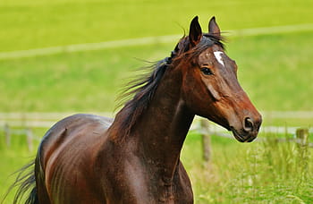 hnědý, kůň, zelená, travnaté hřiště, spojka, hřebec, jíst, paddock, louka, pastvina, pást se